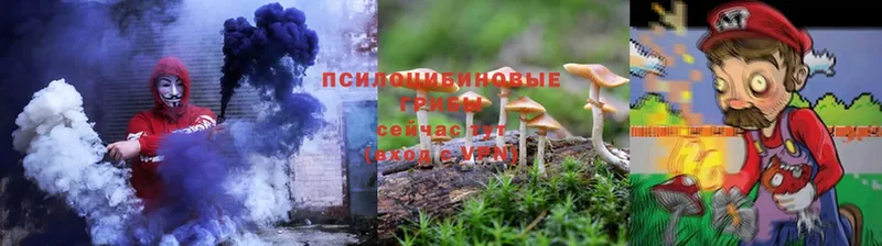 Галлюциногенные грибы Psilocybine cubensis  Белокуриха 